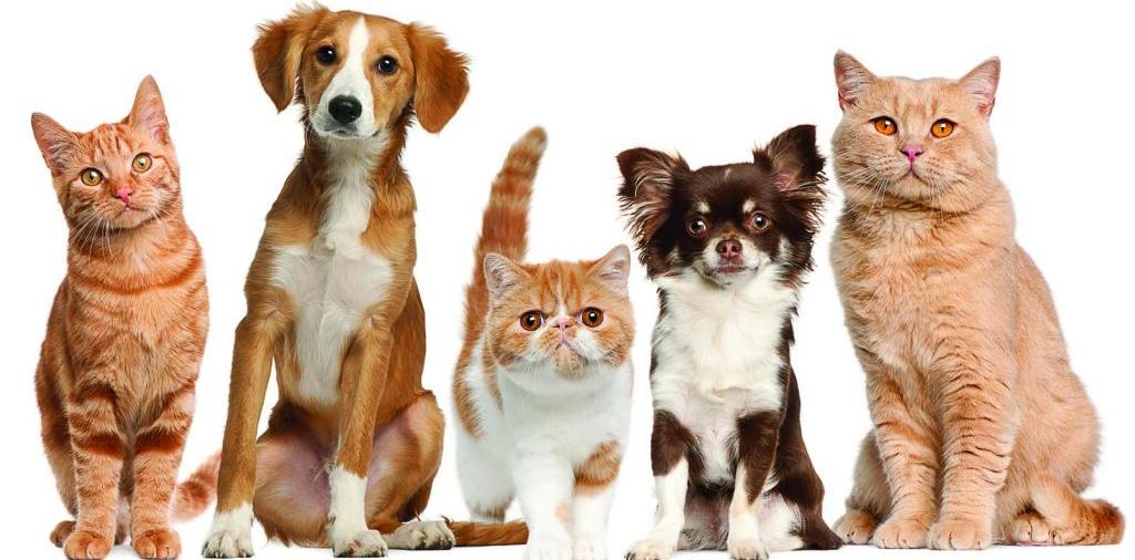 Доска объявлений о животных | ЗооТом - продажа, вязка и услуги для животных в Татарске