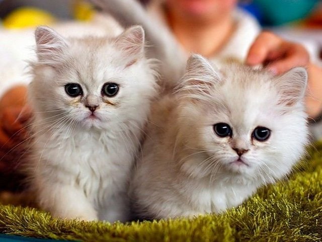 Породы кошек в Татарске | ЗооТом портал о животных