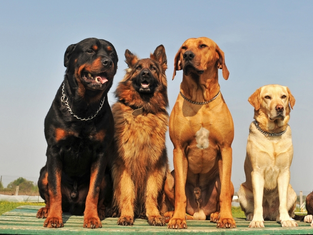 Крупные породы собак в Татарске | ЗооТом портал о животных